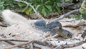 Lady Elliot Island Eco Resort - Nesting Turtle