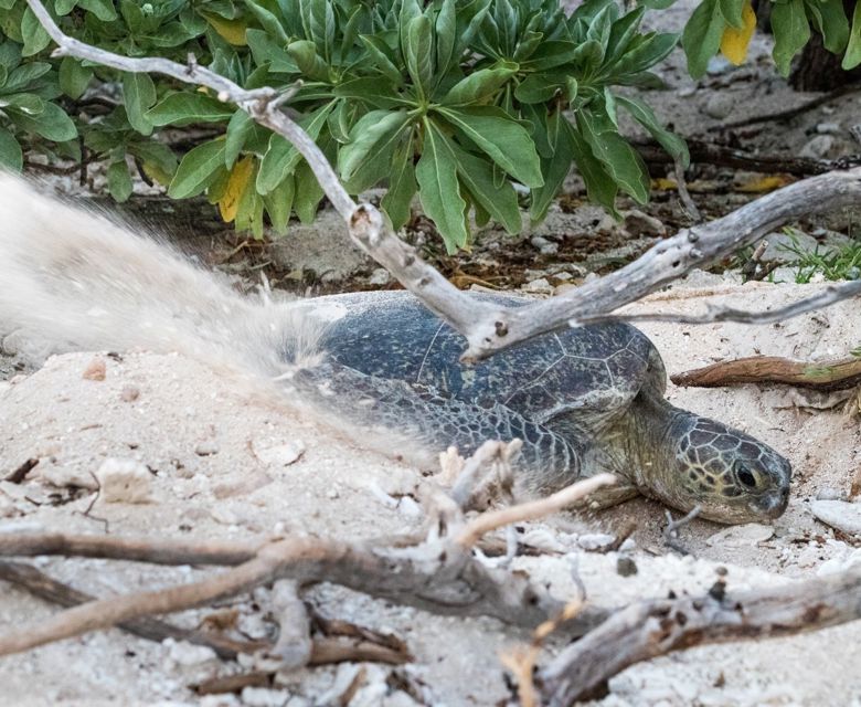 Lady Elliot Island Eco Resort - Nesting Turtle