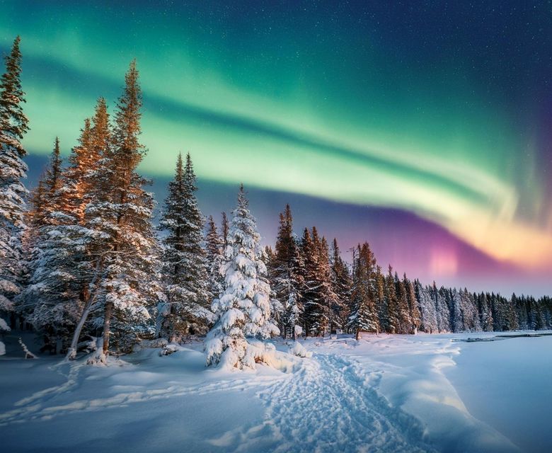 Northern Lights Seen Through The Woods