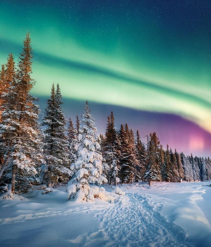 Northern Lights Seen Through The Woods