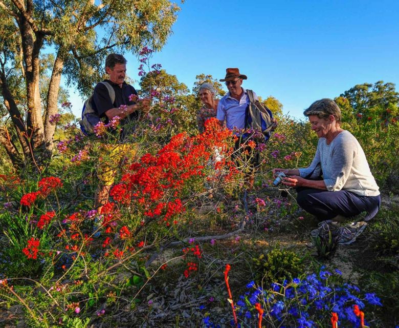 Western Wildflowers Discovery Pilbara Western Australia Wildflowers © Outback Spirit