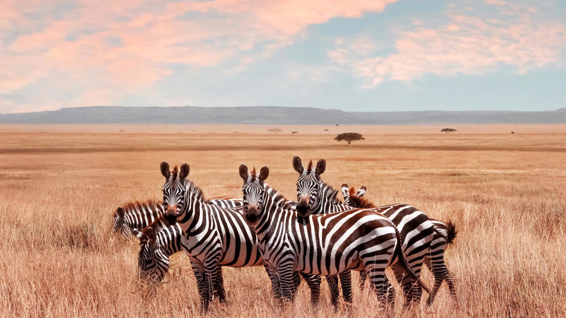 Zebras at Serengeti National Park