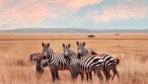Zebras at Serengeti National Park