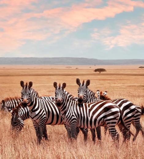 Zebras at Serengeti National Park
