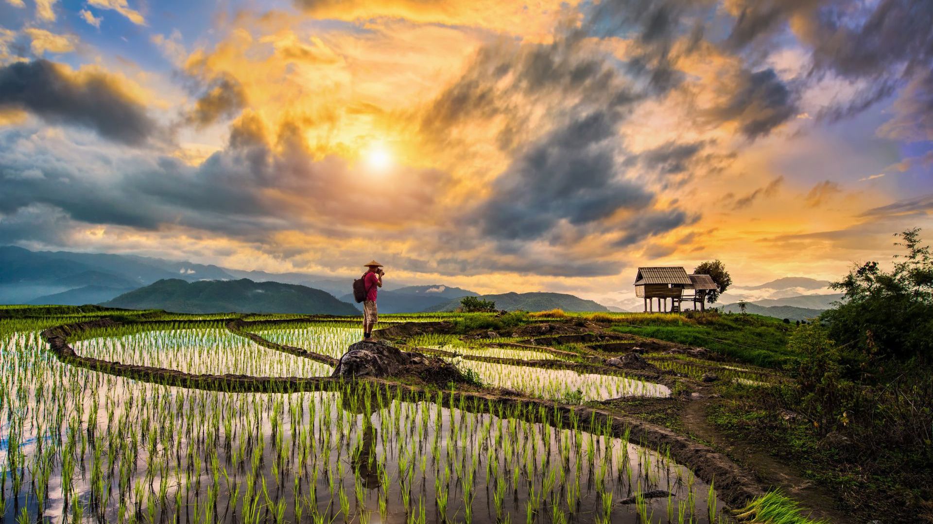 Thailand Rice Terrace - Image credits: Getty Images