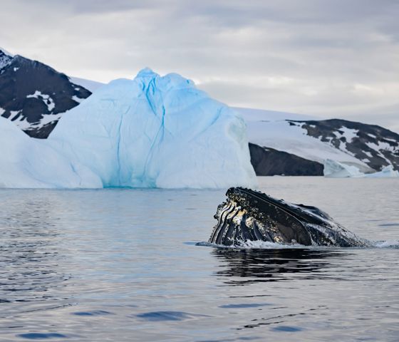 Antarctica