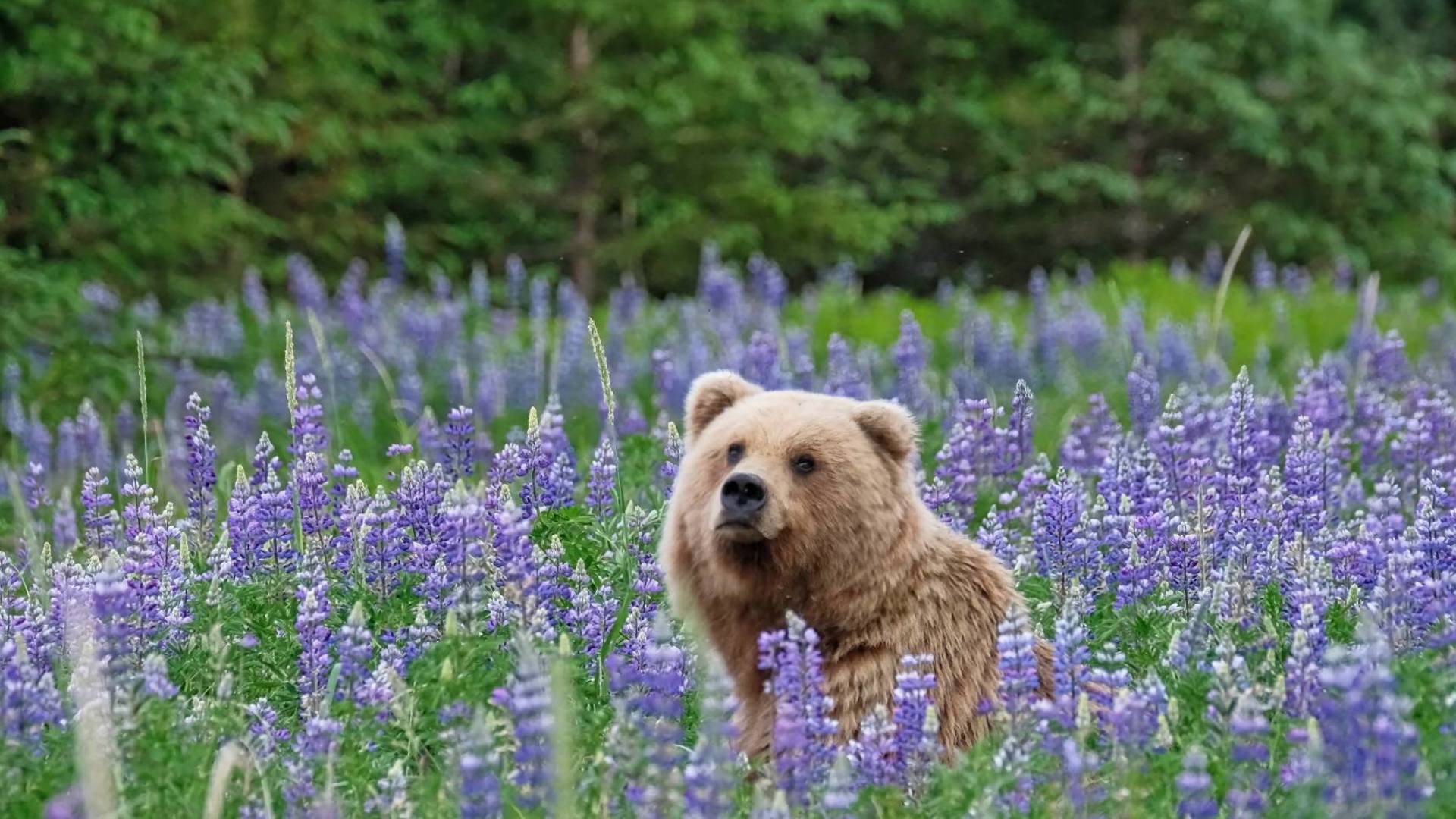 Alaskan Bear