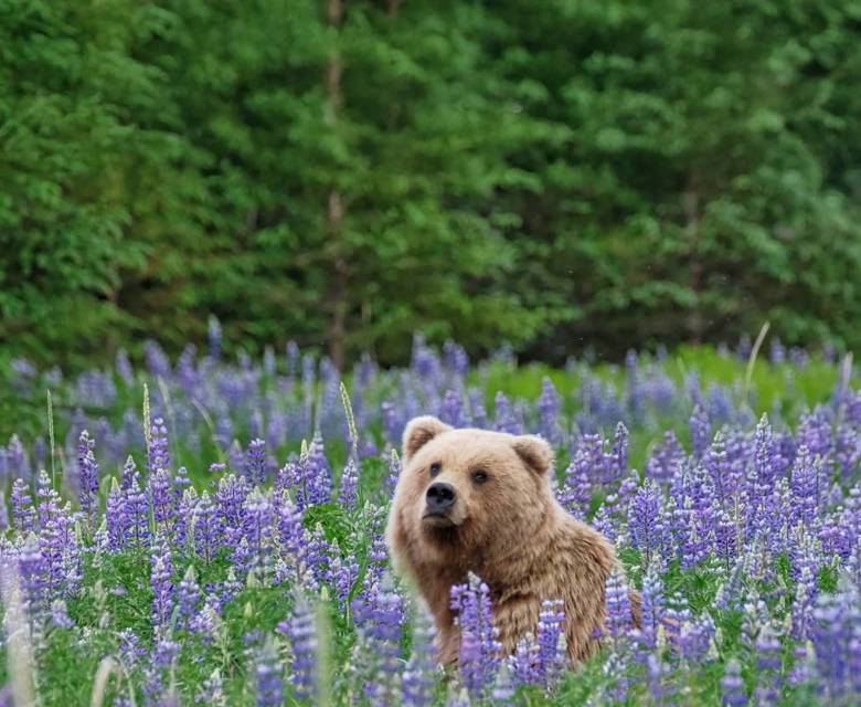 Sitka, Alaska