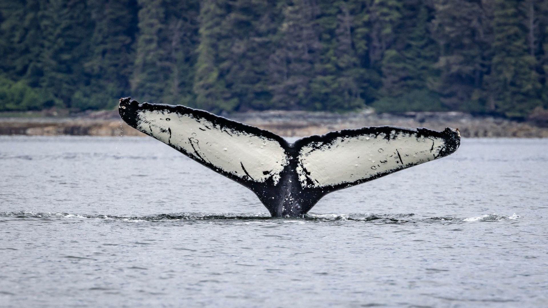 Humpback Whale - Alaska