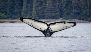 Humpback Whale - Alaska