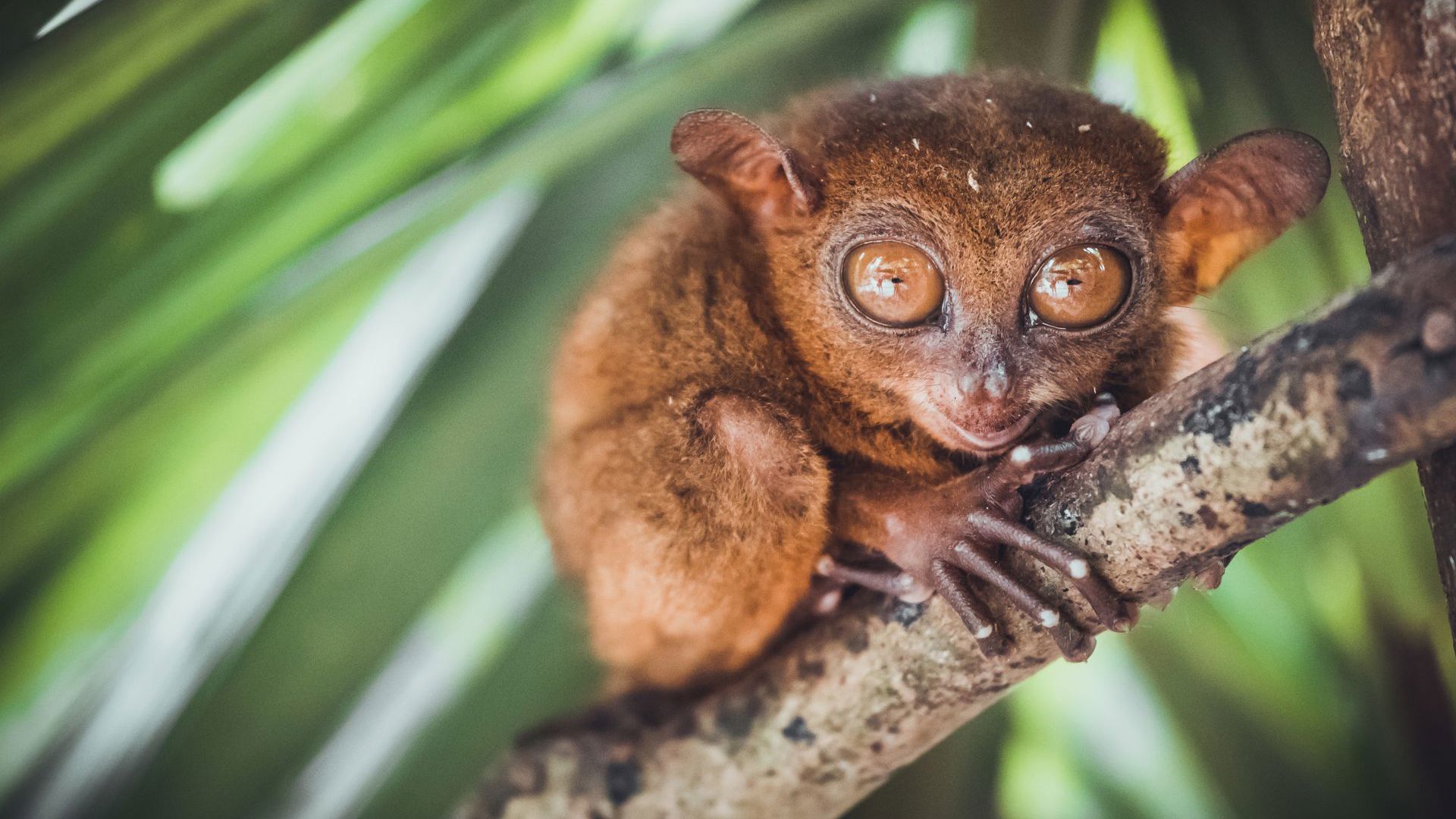 Tarsier - Total Holiday Options
