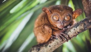 Tarsier - Total Holiday Options
