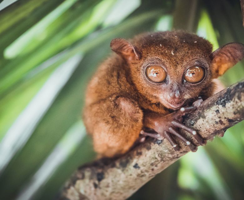 Tarsier - Total Holiday Options