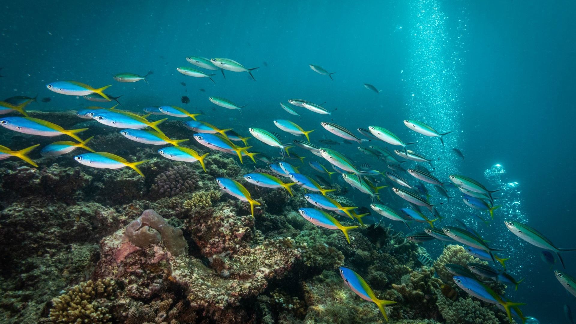 Toberua Island Resort - diving