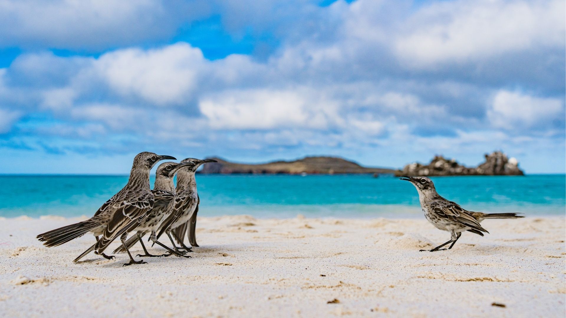 Española Island - Galapagos Mockingbird