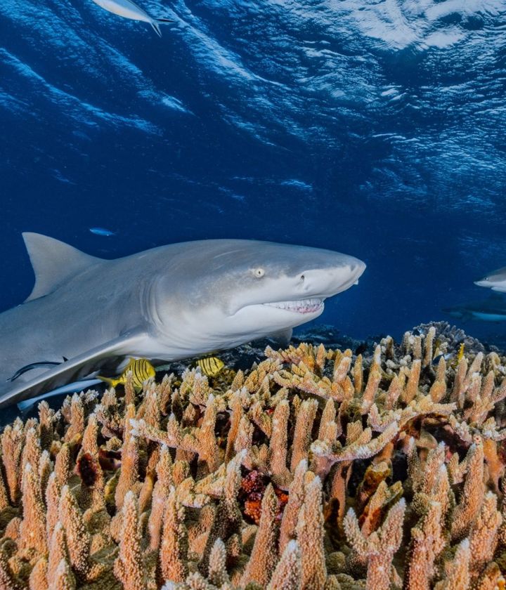 Tourism Fiji Credit Timo Dersch