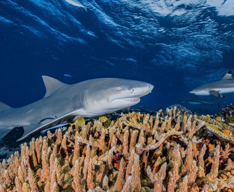 Giving Back to the Reef