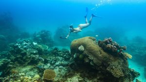 Royal Davui Island Snorkelling