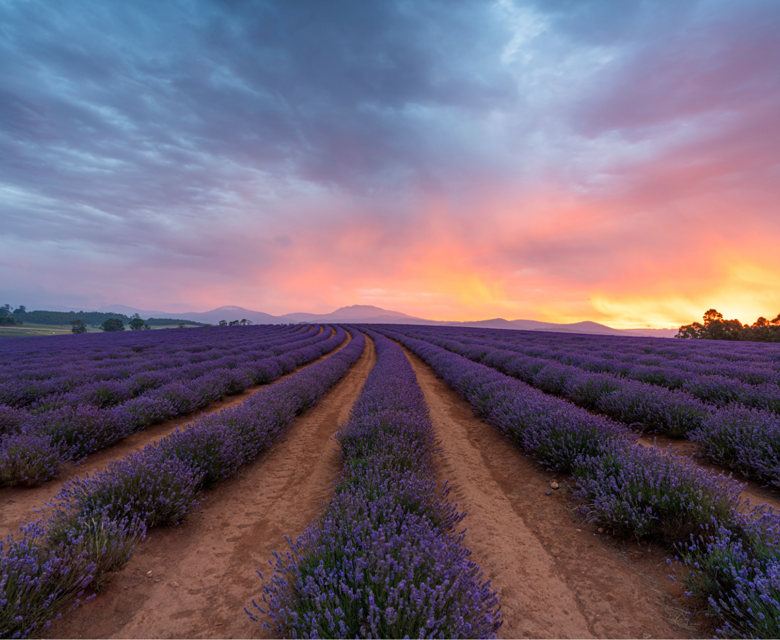 135030 2 Bridestowe Lavender Estate CR Luke Tscharke