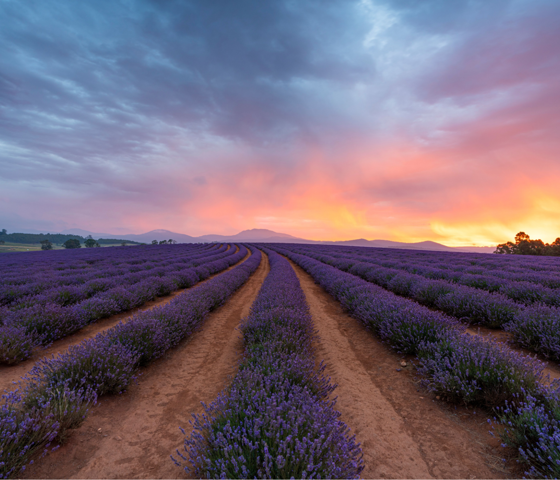 135030 2 Bridestowe Lavender Estate CR Luke Tscharke