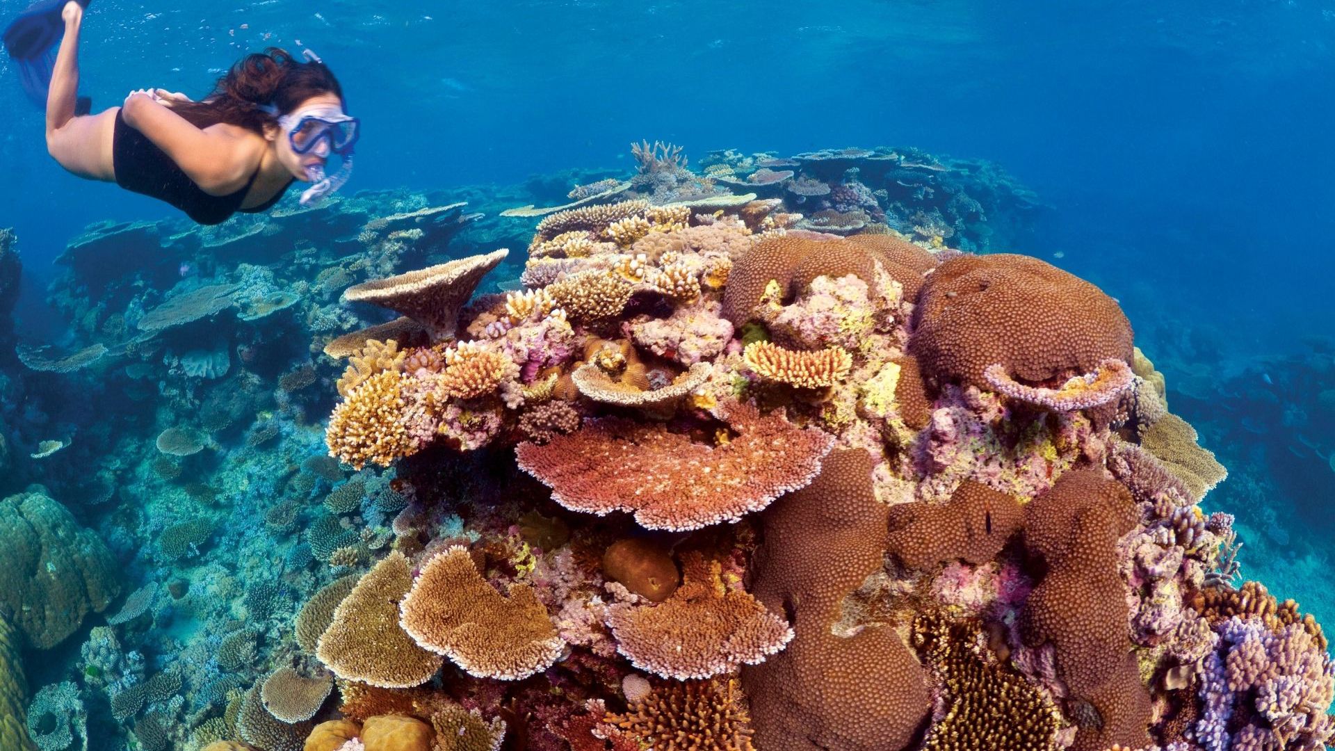 Great Barrier Reef snorkelling