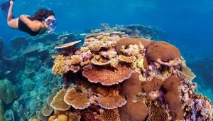 Great Barrier Reef snorkelling
