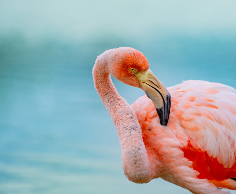  Flamingo on Santa Cruz Island, Galápagos Island, Ecuador.
