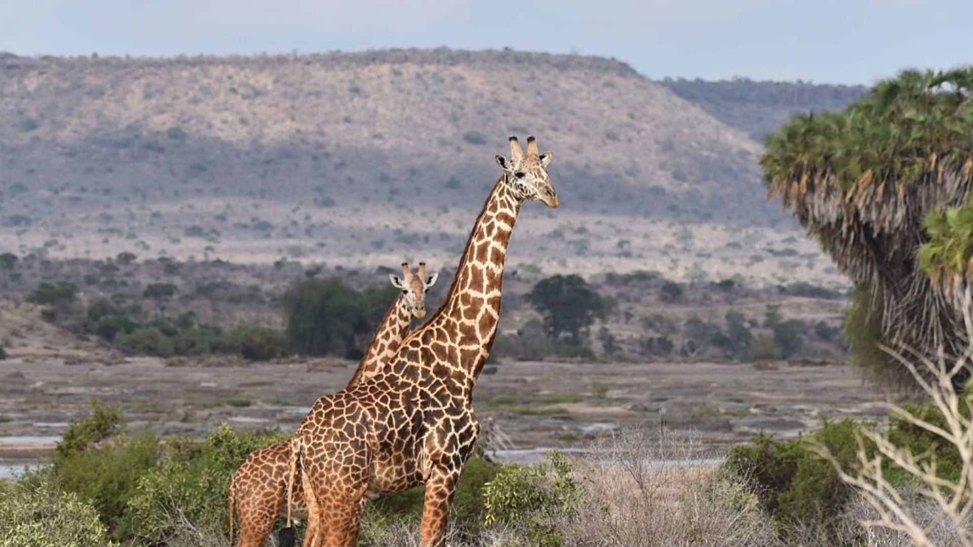 Giraffe, South Africa
