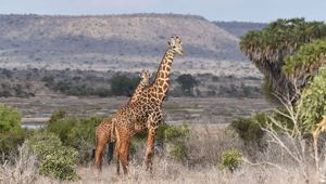 Giraffe, South Africa