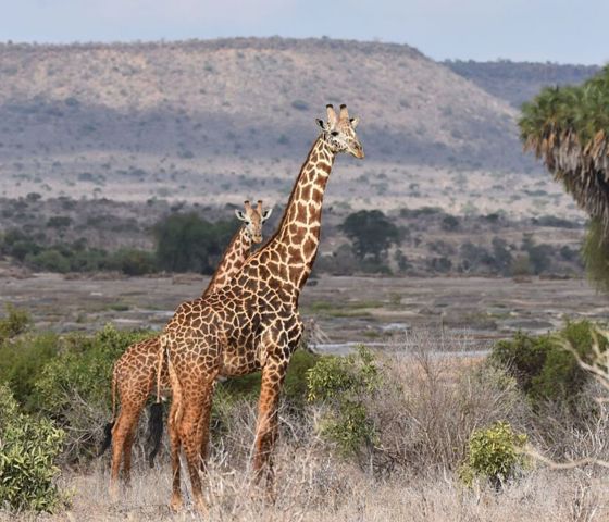 Giraffes © Hapag Lloyd