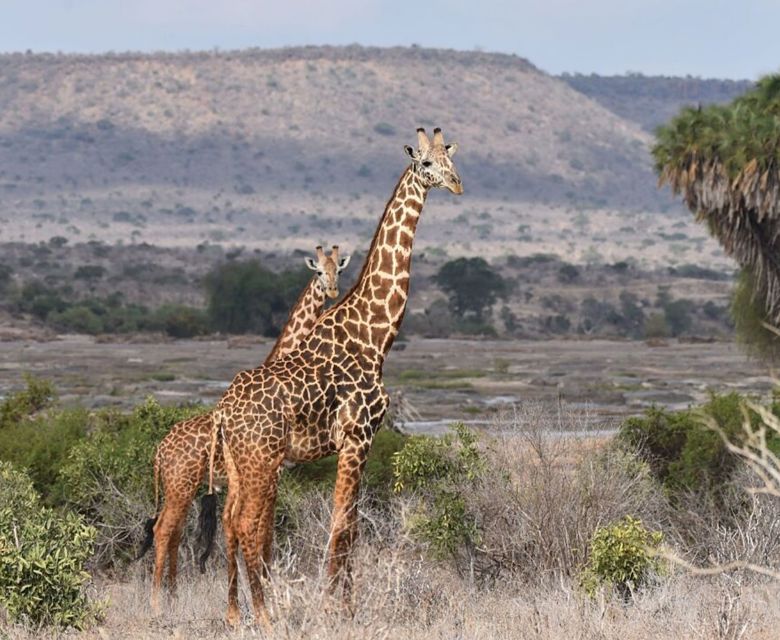 Giraffes © Hapag Lloyd