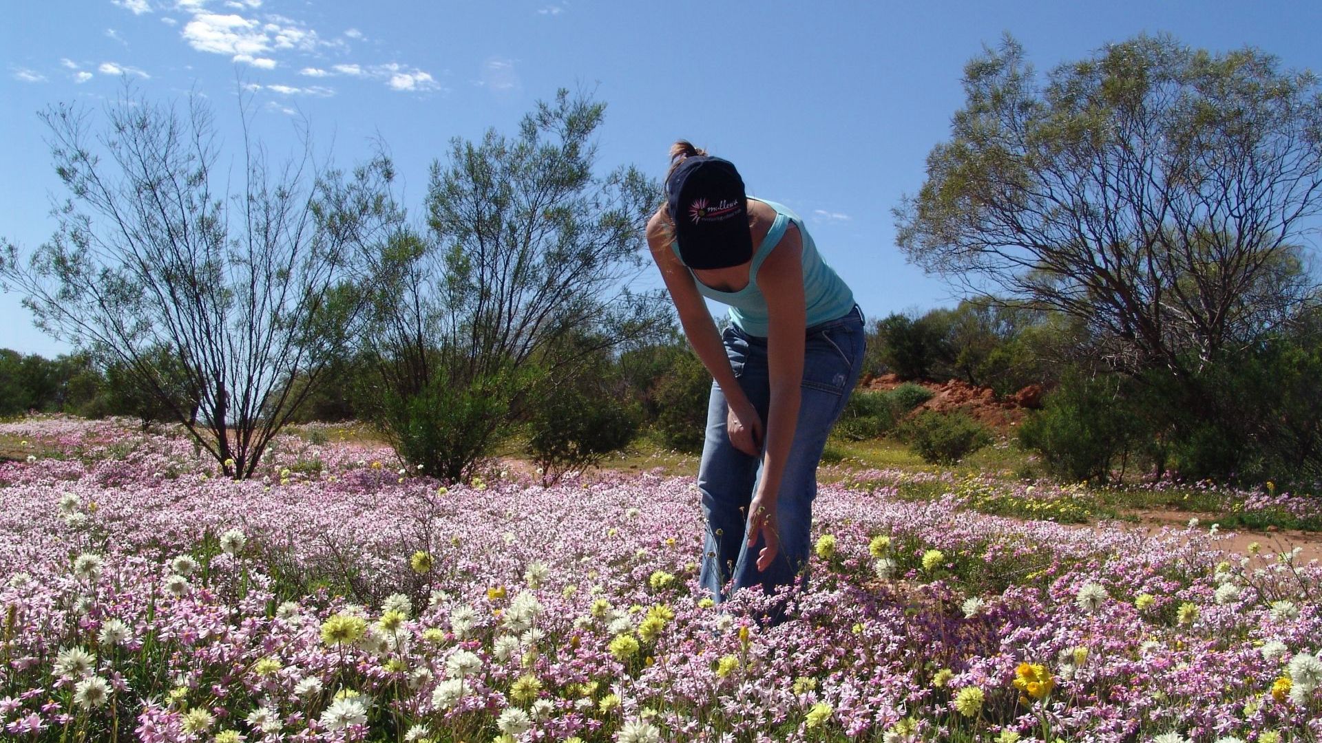 WA Wildflowers Coral Coast