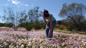 WA Wildflowers Coral Coast