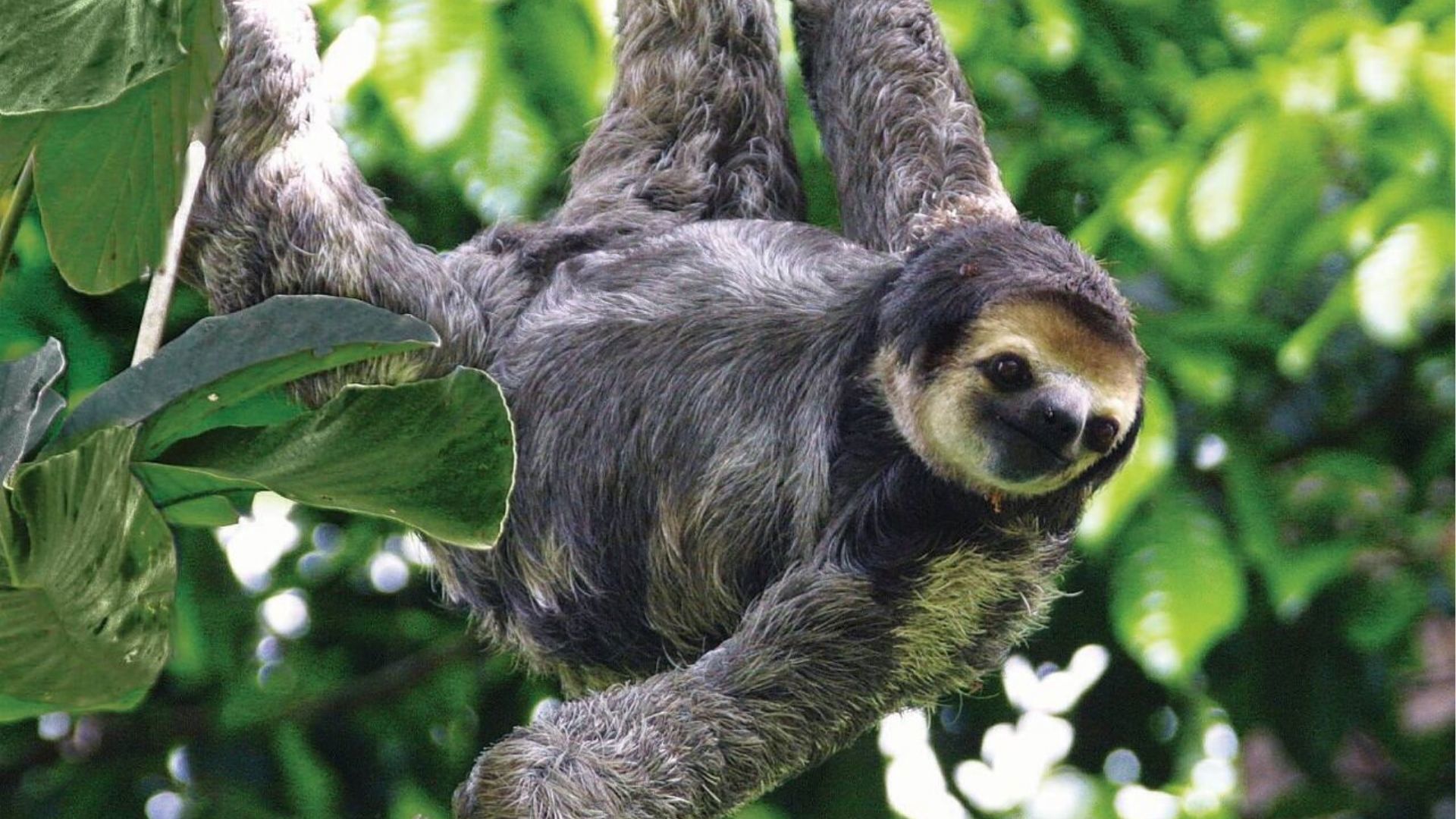 Amazon sloth