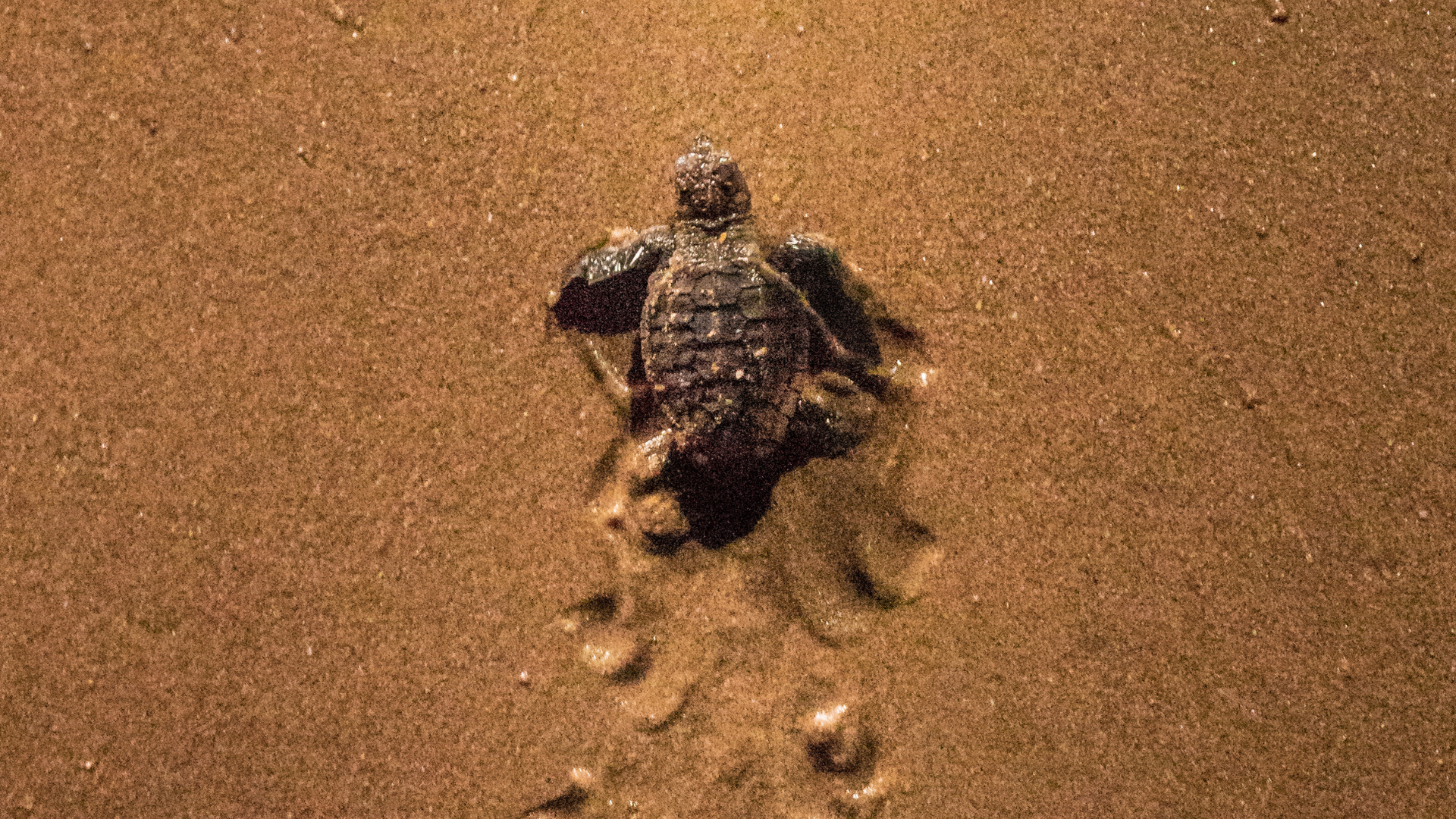 Lady Elliot Island Eco Resort - Turtle 1