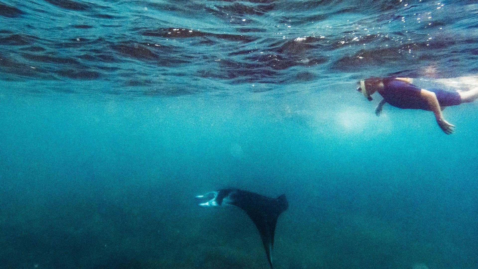 Awesome Adventures - Manta Ray