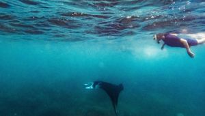 Awesome Adventures - Manta Ray