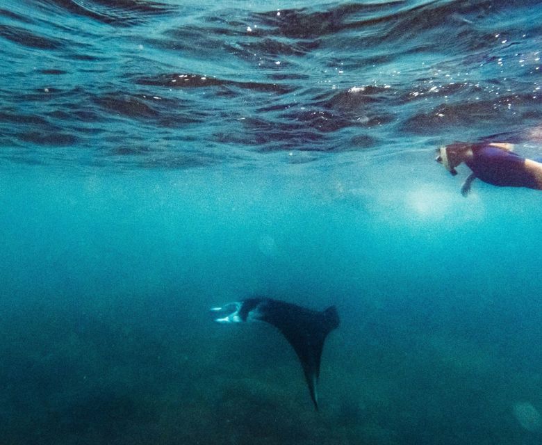 Awesome Adventures - Manta Ray