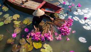 Vietnam Boat Waterlillies