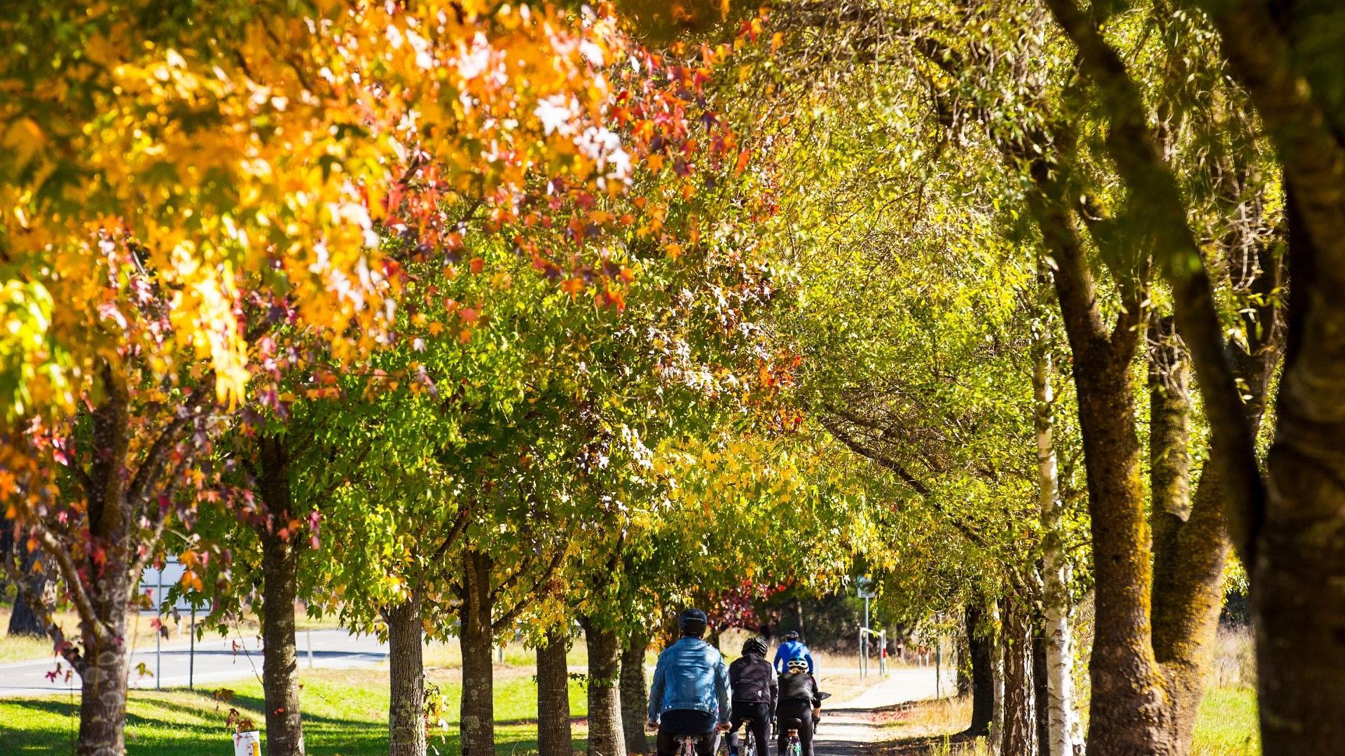Cycling trail Bright CR Tour De Vines