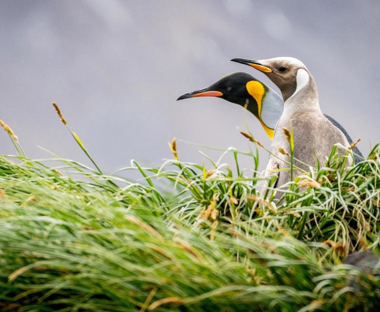 South Georgia