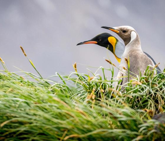 South Georgia