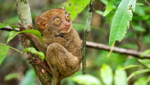 Tarsier, Bohol Island - Total Holiday Options