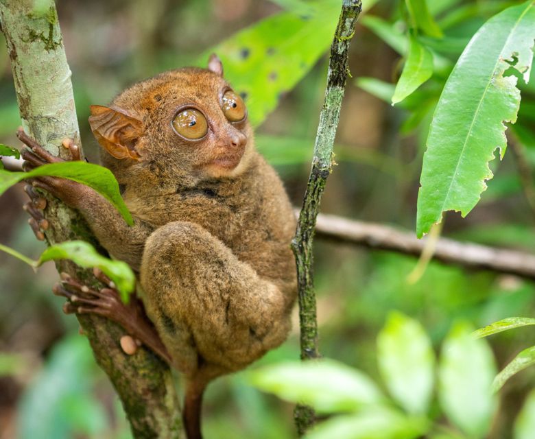 Tarsier, Bohol Island - Total Holiday Options