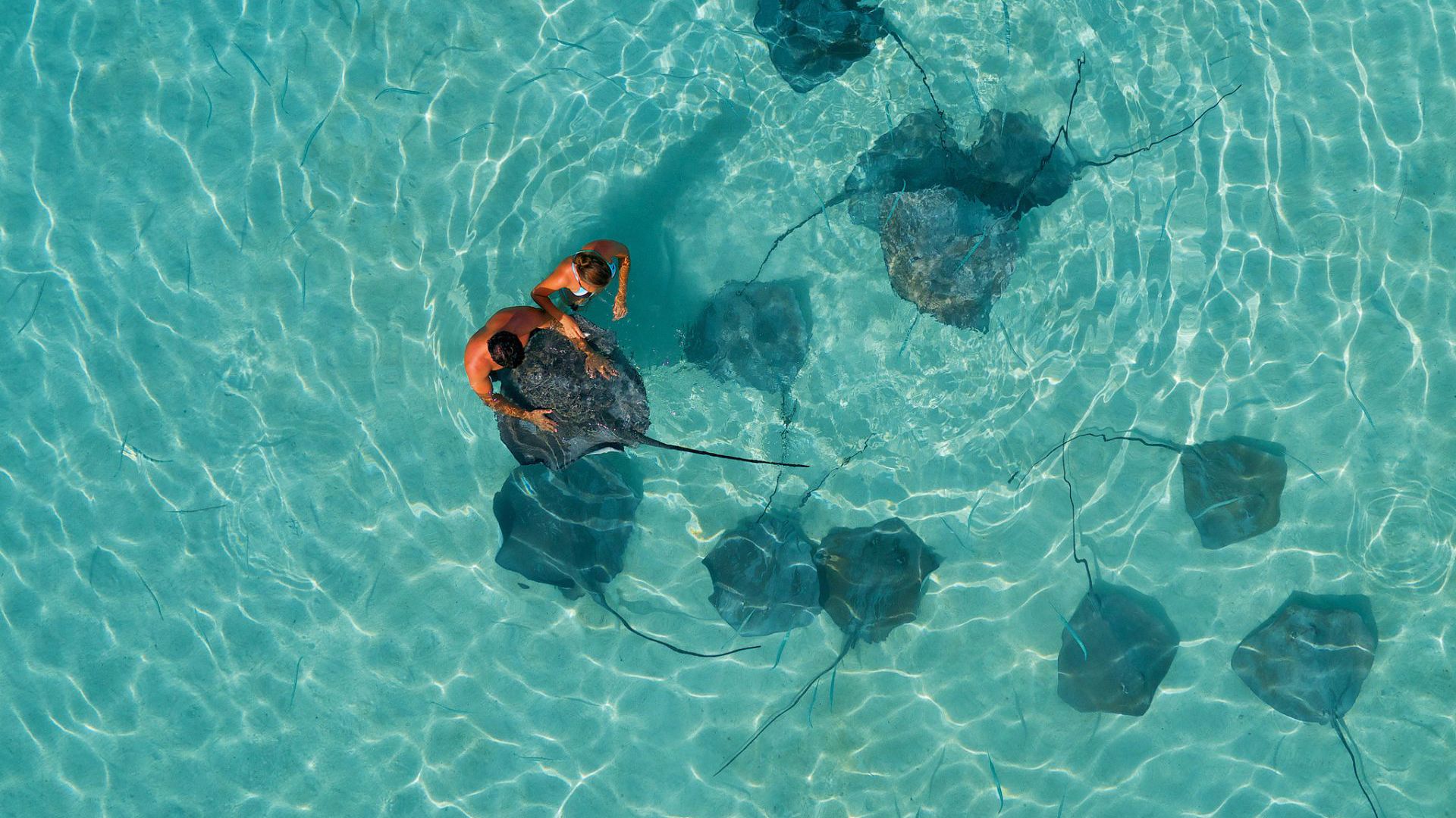 Moorea swim with sharks and rays