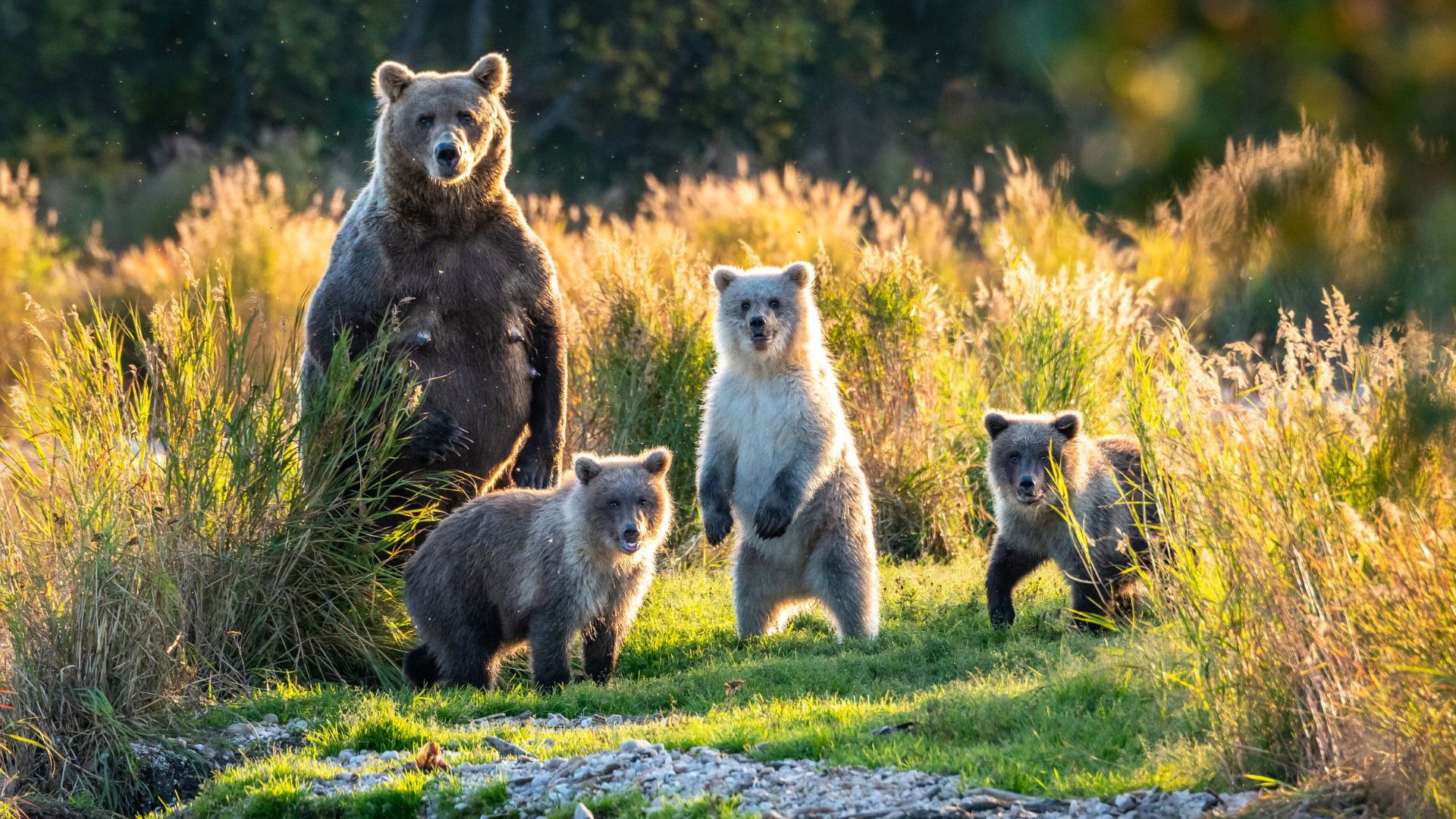Globus Canada And Alaska Campaign Alaska Bears