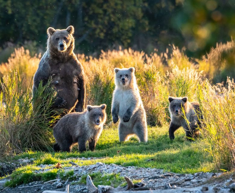 Globus Canada And Alaska Campaign Alaska Bears