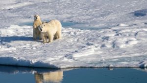 Northwest Passage Experience - Polar Bears