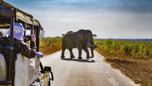 Kruger Park Safari - Viva Expeditions