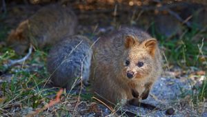 Best of Perth - Rottnest Island - Quokka